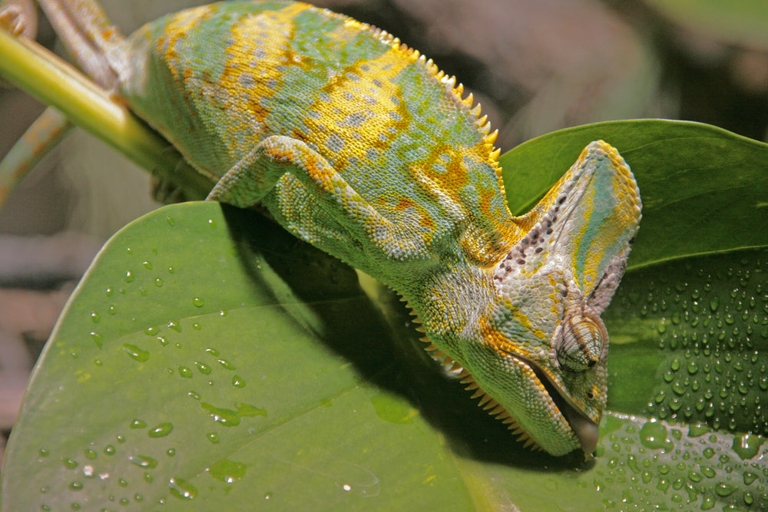 Dehydrated chameleons may exhibit sunken eyes, a wrinkled skin, and a darkening of the tongue.