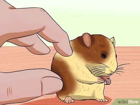 Dehydration can be a serious problem for hamsters and can lead to death.