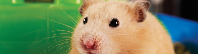 Diarrhea is not a sign that your hamster is about to explode.