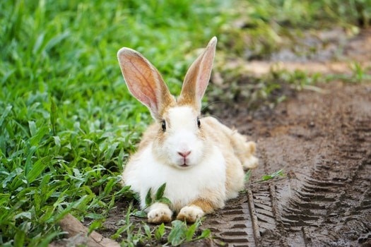 Diseased rabbits often have trouble urinating, and 3 can help to ease this process.