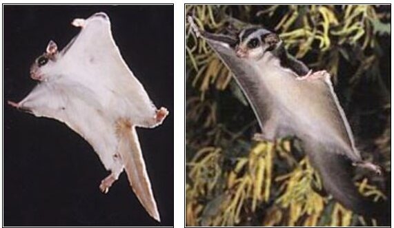 Diversity among species is vast, and sugar gliders and flying squirrels are no exception.
