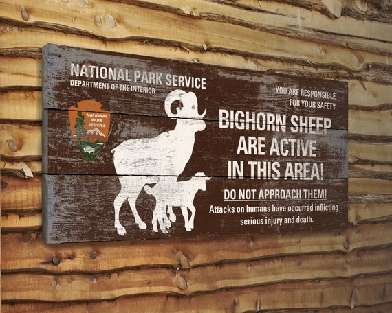 Do not approach the sheep.