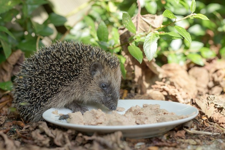 Do not feed hedgehogs milk, bread, or any other human food.