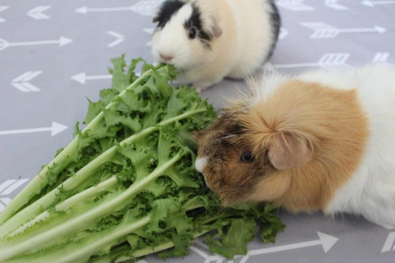Do not feed your guinea pig pellets that are meant for other animals, as they can be harmful.