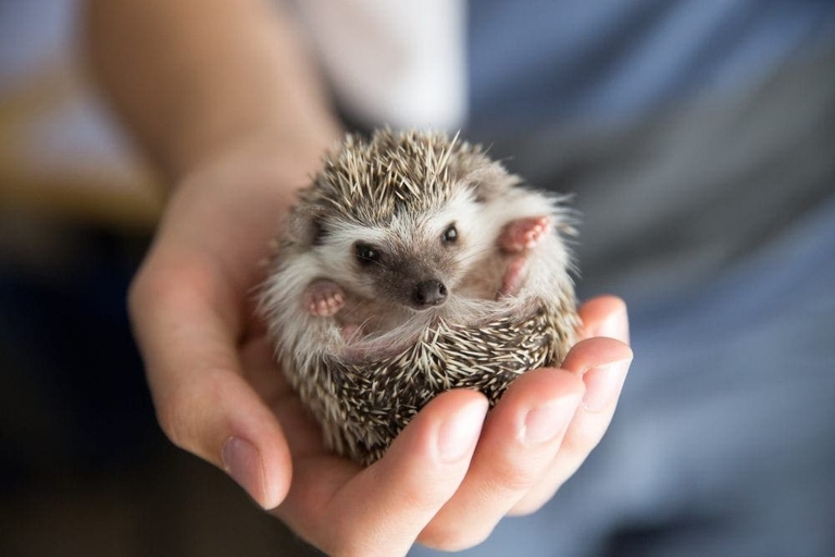 Do not give up on making friends with your hedgehog.