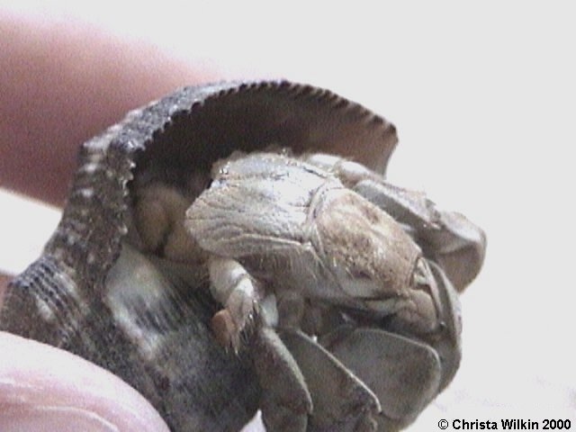 Do not hold a hermit crab if it is shedding its exoskeleton as this is a very vulnerable time for them.