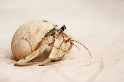 Do not pick up hermit crabs by their shell as this can cause injury.