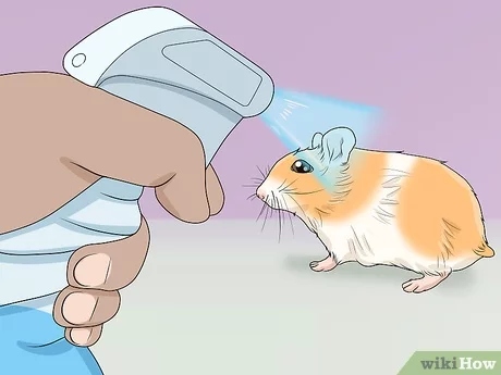 Do not play with your hamster too much when it is hot.