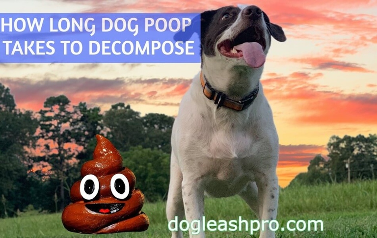 Dog poop can actually be used in compost to help with the decomposition process.