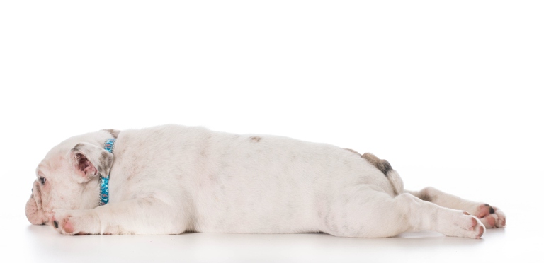 Dogs may sleep in the bathroom for a variety of reasons, but it is generally not encouraged.