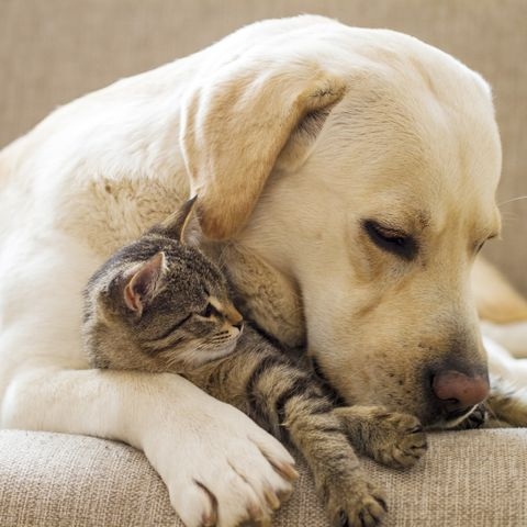 Dogs that are the most cat-friendly breeds to introduce to Tabby cats are Labrador Retrievers, Golden Retrievers, and Beagles.
