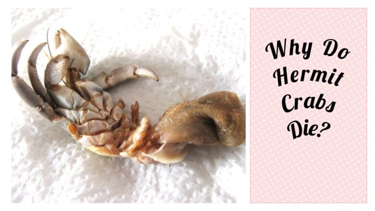 Drowning is one of the leading causes of death in hermit crabs.