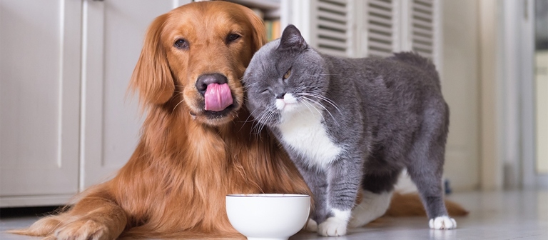 Dry food is better for cats because it is easier to digest and does not contain as much sugar as wet food.