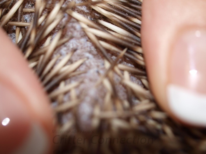 Dry skin in hedgehogs can be a problem.