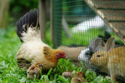 Ducks and rabbits can share the same space if they have enough room to coexist peacefully.