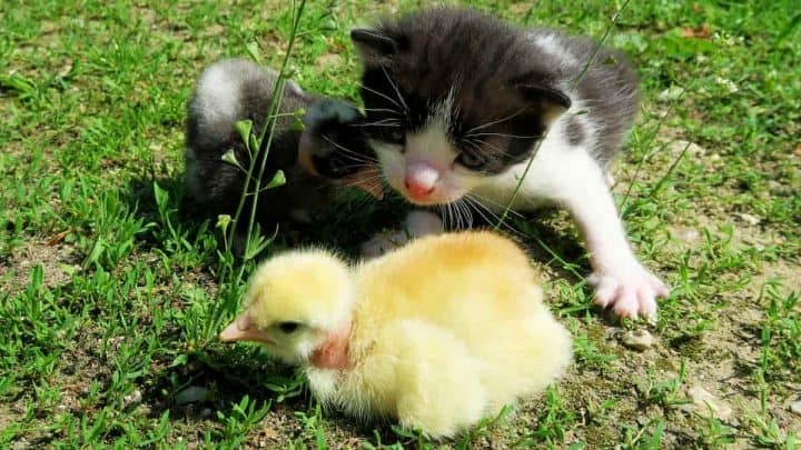 Ducks are often killed by predators such as cats.