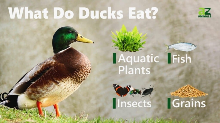 Ducks are omnivores and will eat a variety of different fruits.