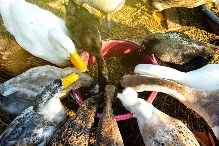 Ducks can overeat on any type of vegetable, so it is important to monitor their intake.