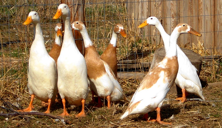 Ducks enjoy eating a variety of vegetables, but some are better for them than others.