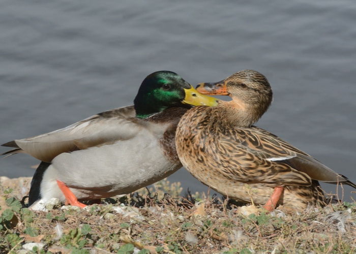 Ducks might be aggressive toward each other, but they don't usually bite.