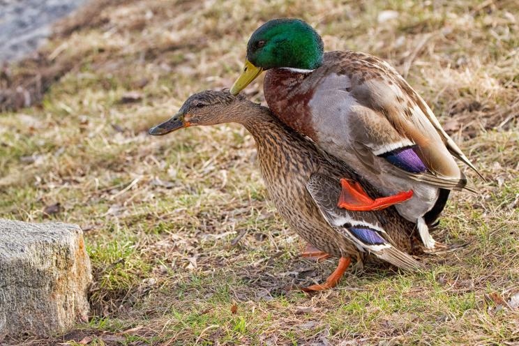 Ducks might fight over mates, but they are generally not aggressive.