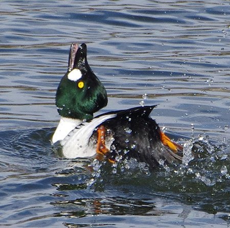 Ducks wag their tails to communicate their interest in mating.