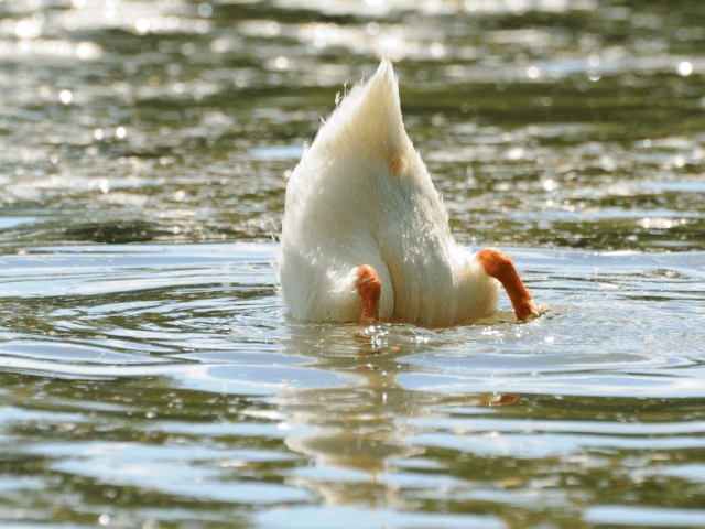 Ducks wag their tails to shake off water.