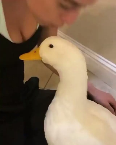 Ducks wag their tails when they are excited.