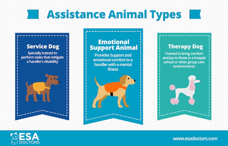 Emotional support animals are not required to have any specific training, unlike service animals.