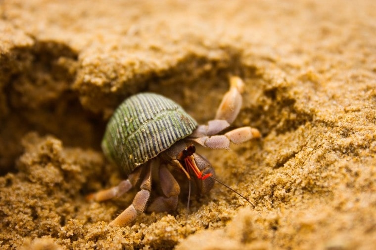 Excessive digging can be a sign of stress in hermit crabs.