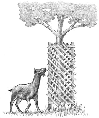 Fences can help protect trees from being eaten by goats.
