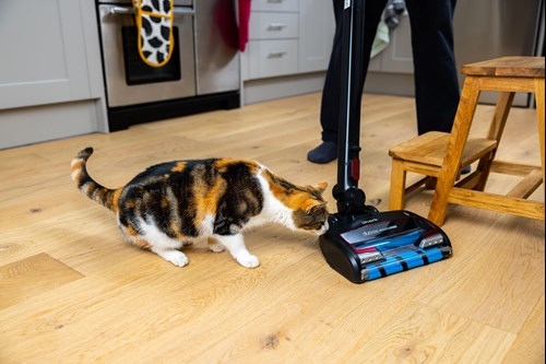 First, you will want to make sure that your cat is comfortable with the vacuum.
