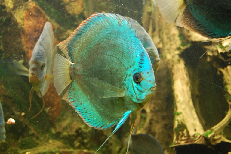 Fish may exhibit several behavioral changes when the water in their tank is not properly balanced.
