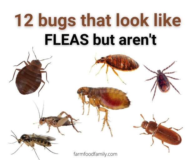 Fleas are small, wingless insects that are dark brown in color.