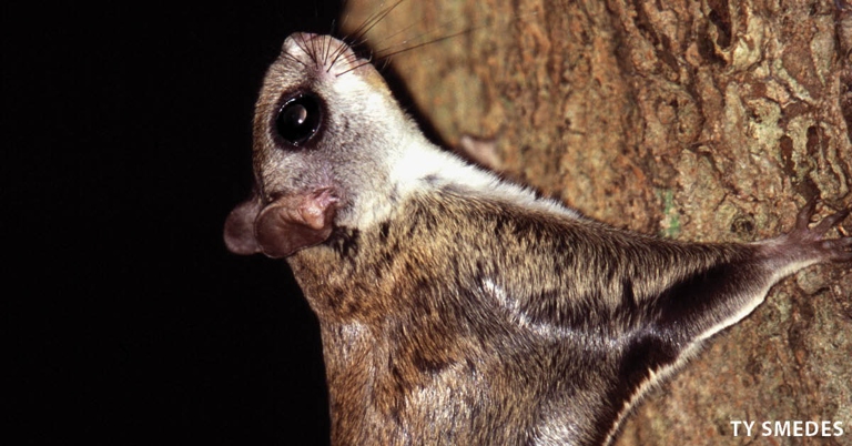 Flying squirrels are nocturnal, so having one as a pet means your sleep schedule will be disrupted.