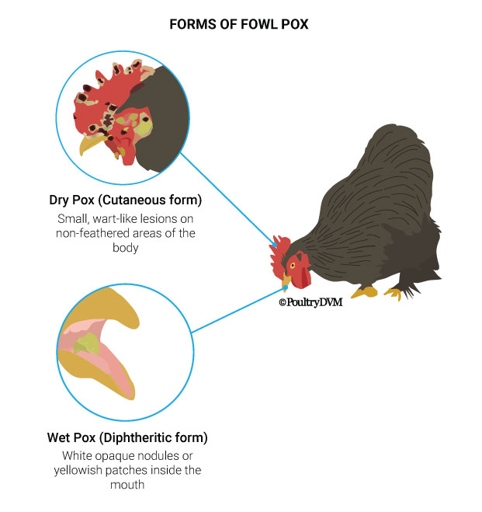 Fowl pox is a disease that can affect chickens.