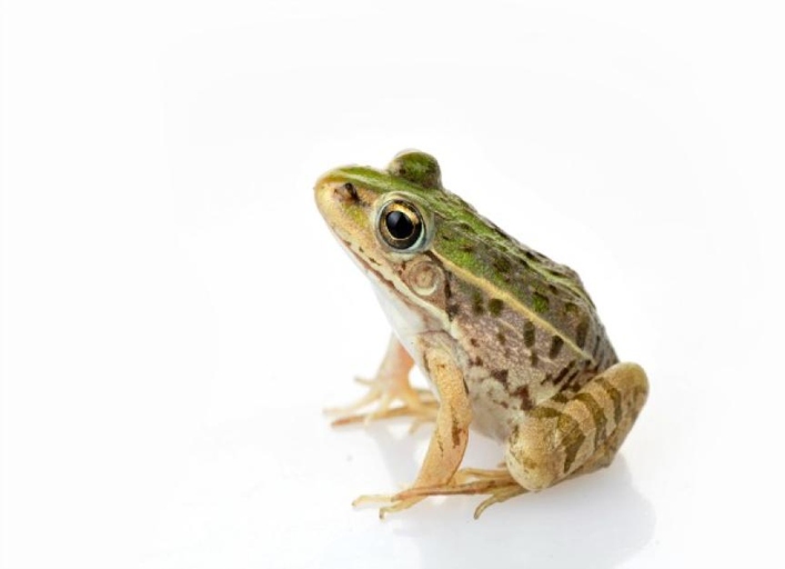 Frogs and Toads shouldn't live together because they have different care requirements.