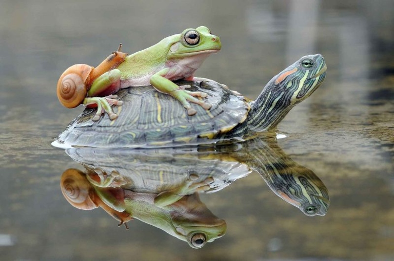 Frogs and turtles can live together, but there are a few things to consider.