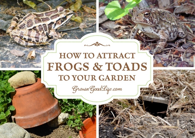 Frogs are attracted to areas with a lot of insects, so making your yard less inviting to insects will make it less inviting to frogs.