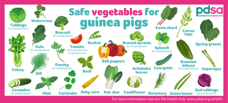 Fruits and vegetables are an important part of a guinea pig's diet.
