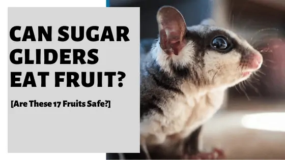 Fruits with high oxalate content can be harmful to sugar gliders.
