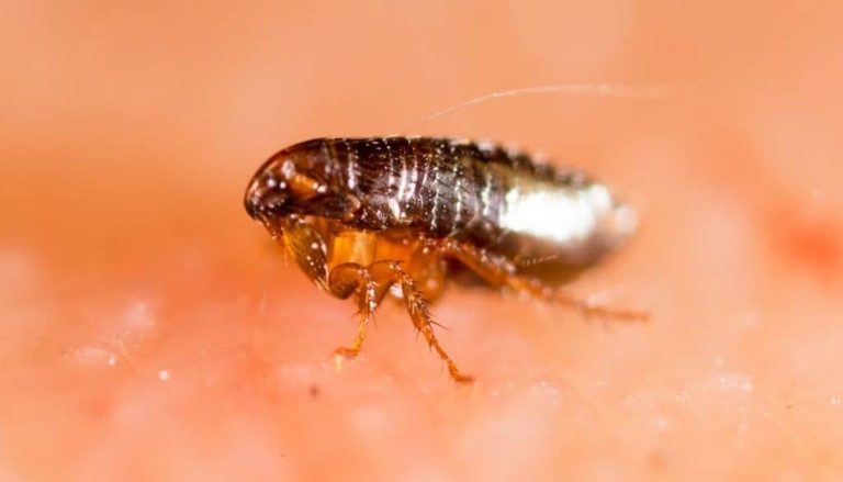 Furniture and bedding can harbor fleas and other pests.