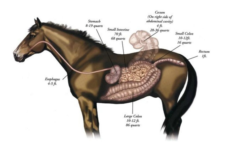 Gastric ulcers in horses are diagnosed by a veterinarian through a combination of medical history, physical examination, and diagnostic testing.