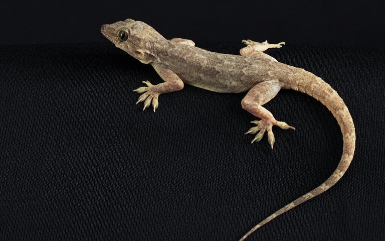 Geckos use their tails for balance and to communicate with other geckos.