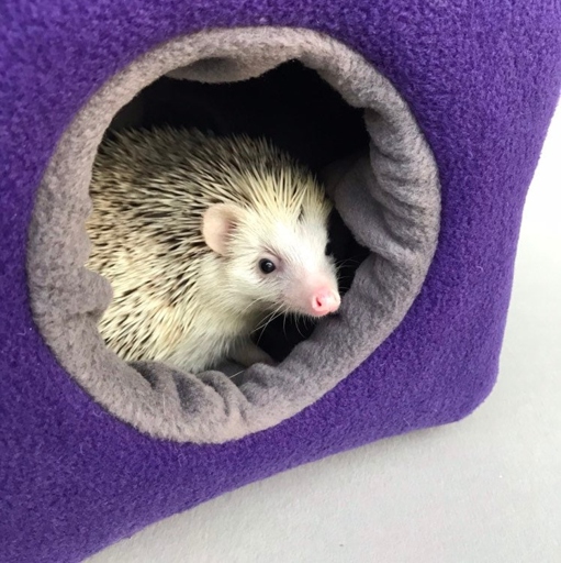 Give your hedgehog a comfortable home by preparing their cage with soft bedding, hiding spots, and plenty of toys.