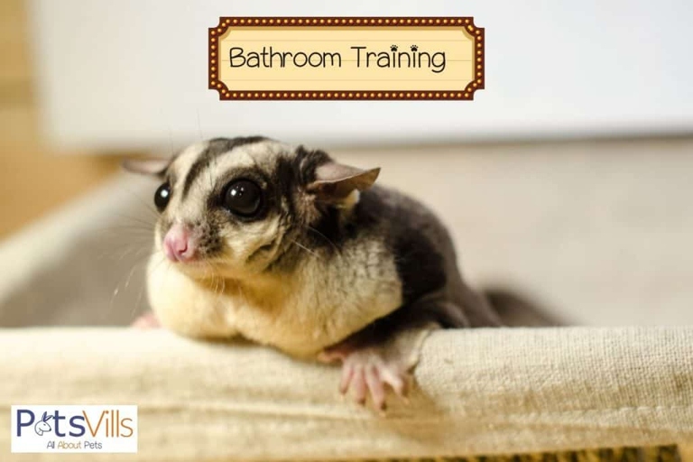 Give your sugar glider at least two weeks to settle in before starting training.