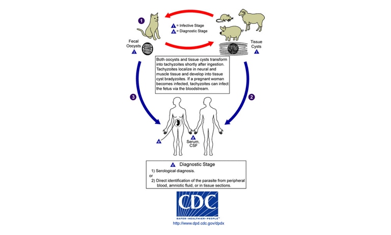 Goats and cats could potentially transmit diseases to each other.