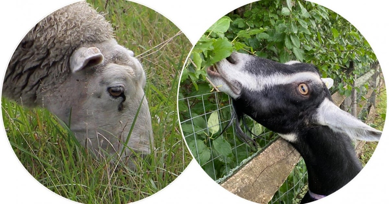 Goats are browsers, not grazers like cows, so they prefer to eat leaves, twigs, and bark.