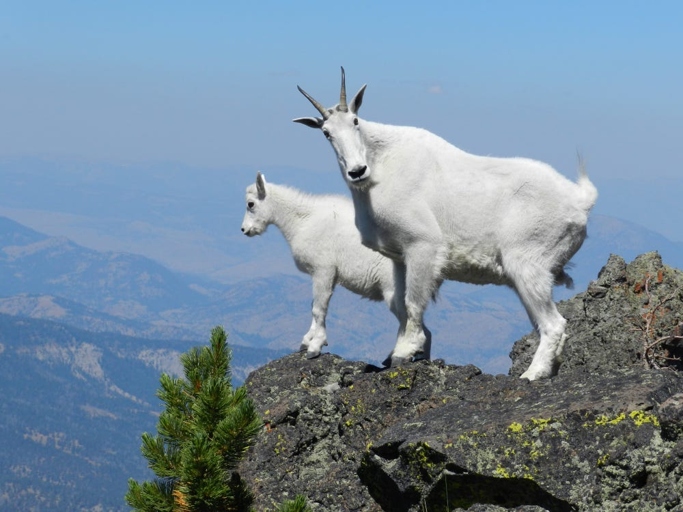 Goats are known for their ability to jump and climb.