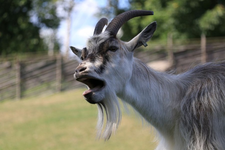 Goats are noisy for many reasons, but the most common reason is that they need water.